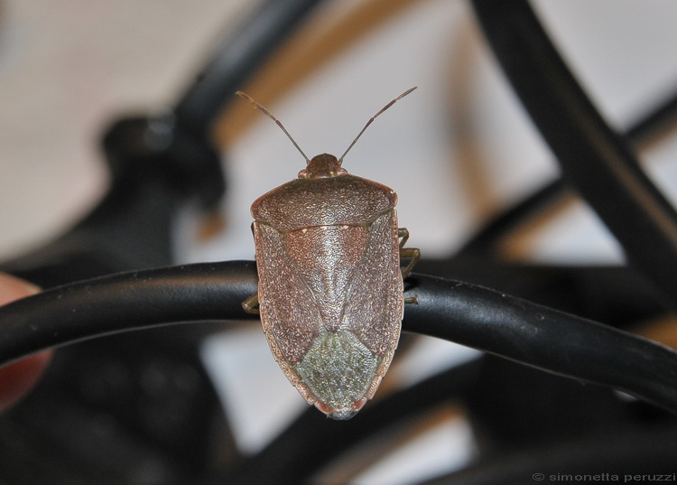 Heteroptera dal mio PC